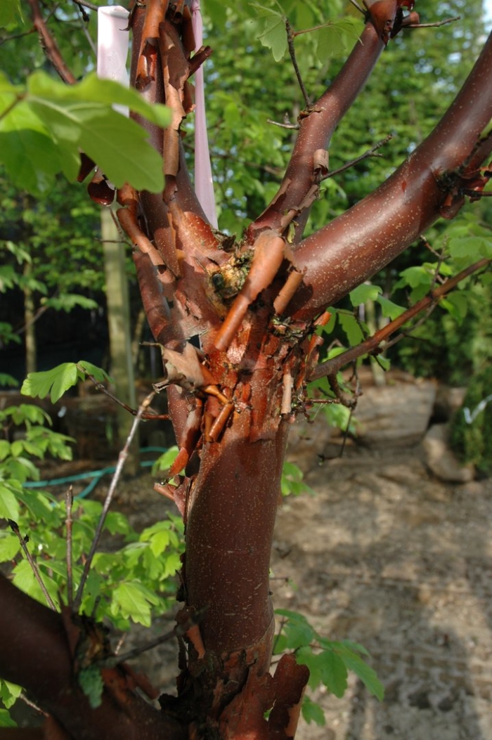 Коричное дерево