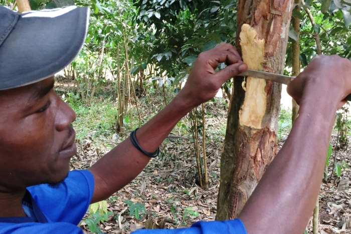 Уд агаровое дерево