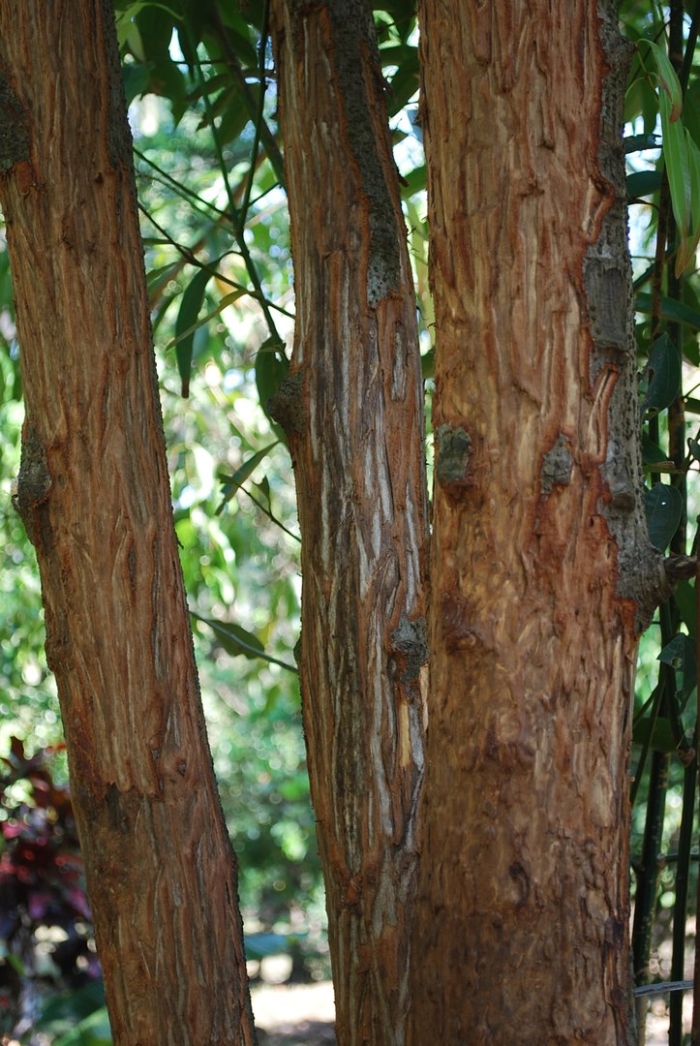 Arbutus canariensis