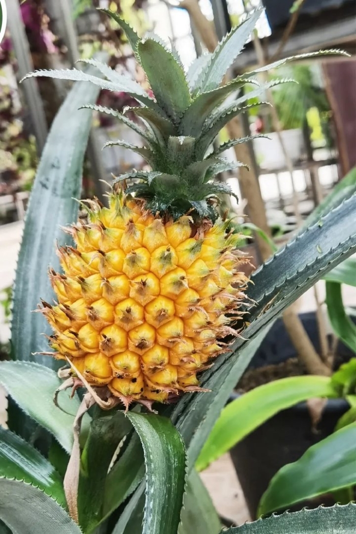 Созревший ананас
