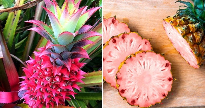 Ананас коста рика розовый