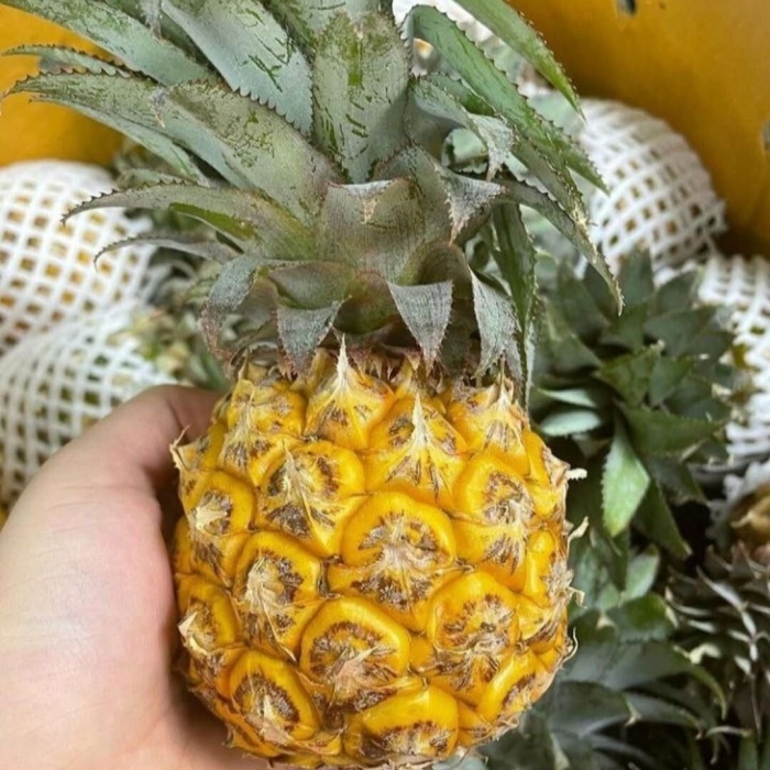 Растение ананас