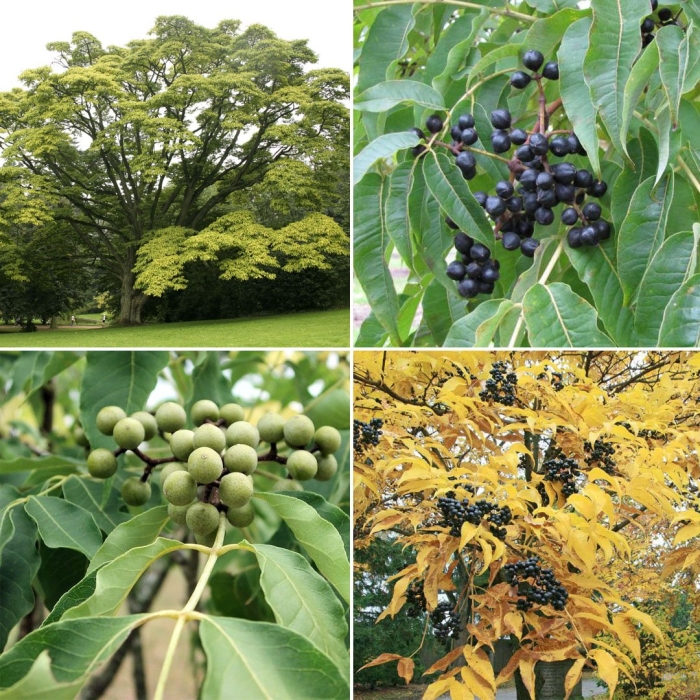 Дерево бархат амурский