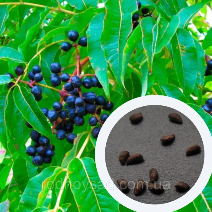 Бархат амурский цветение