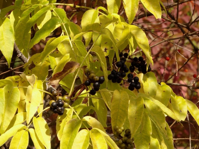 Амурский бархат ягода