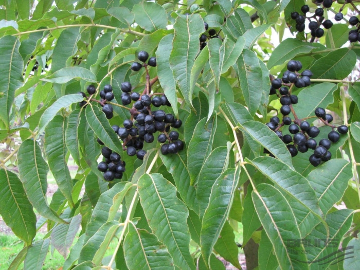 Амурский бархат
