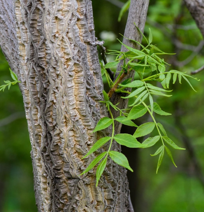 Ясень маньчжурский fraxinus mandshurica