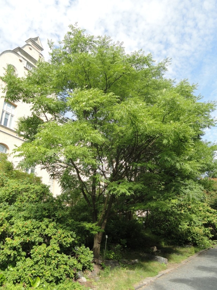 Клен маньчжурский acer mandshuricum