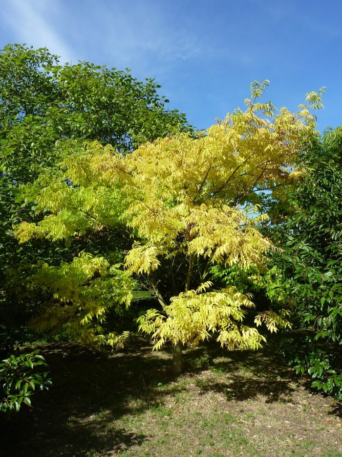 Бархат амурский пробковое дерево