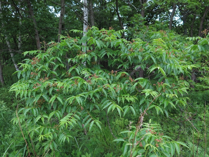 Ясень маньчжурский