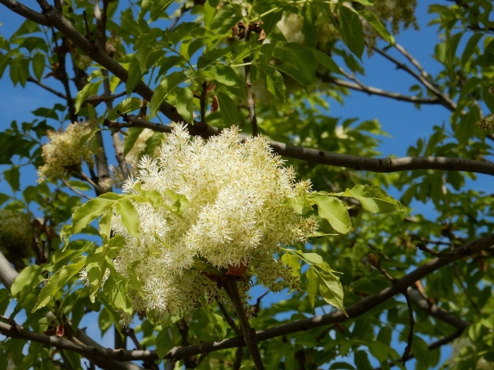 Ясень обыкновенный fraxinus excelsior