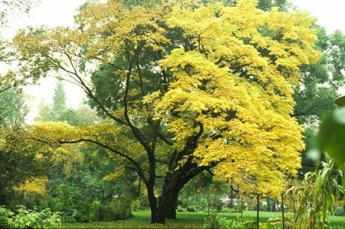 Бархат амурский -phellodendron amurense