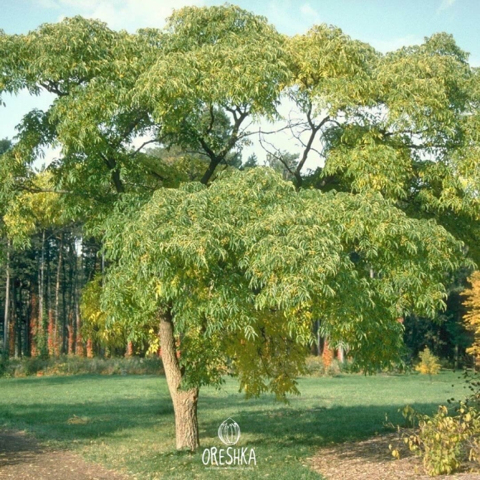 Бархат амурский дерево