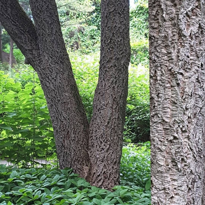 Бархат амурский -phellodendron amurense