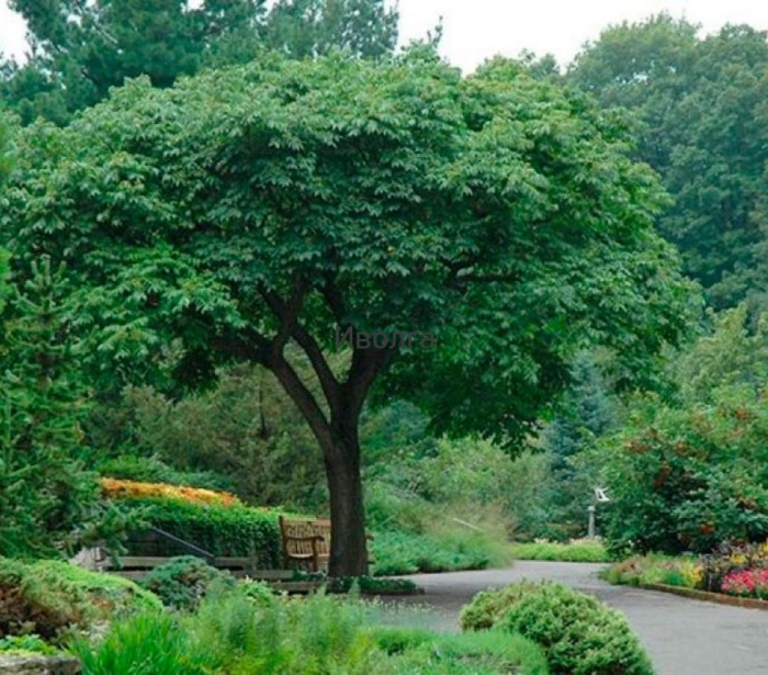 Катальпа бигнониевидная дерево