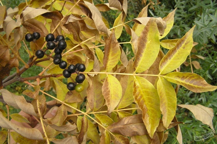 Бархат амурский