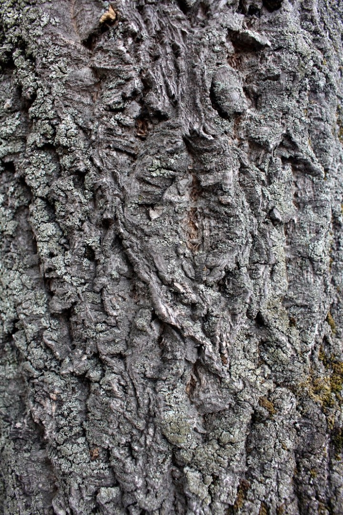 Бархат амурский кора