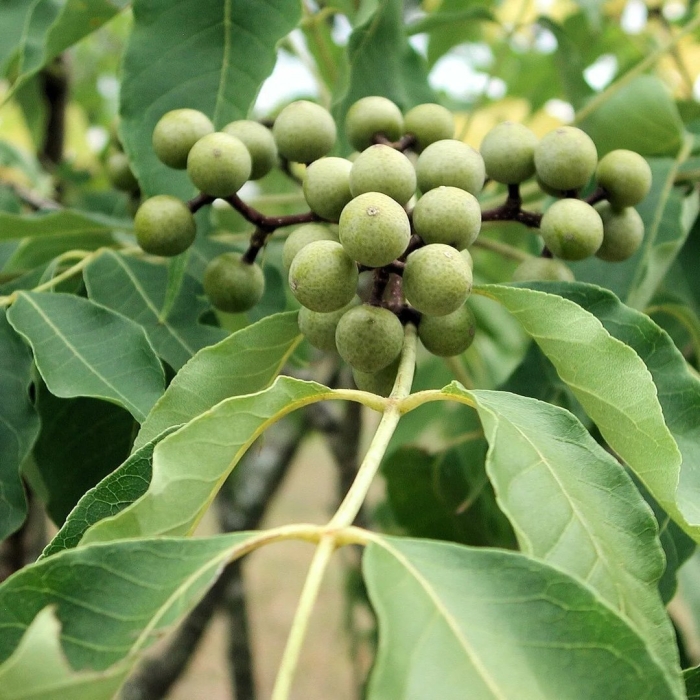Бархат амурский -phellodendron amurense