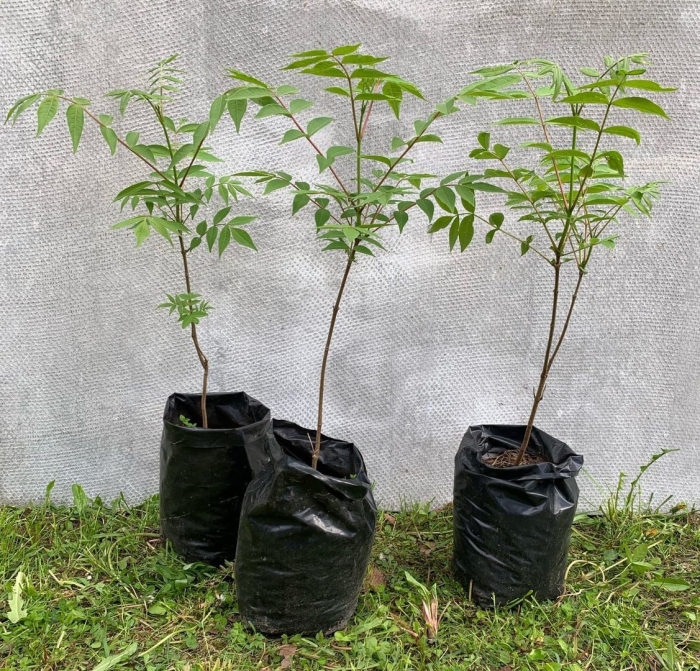 Маньчжурский орех росток