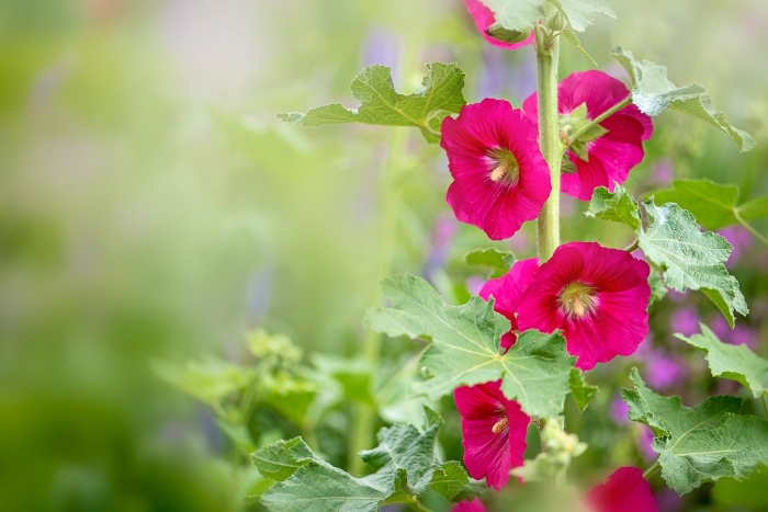 Мальва red hollyhock