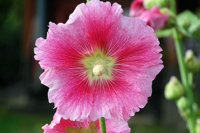 Мальва просвирник