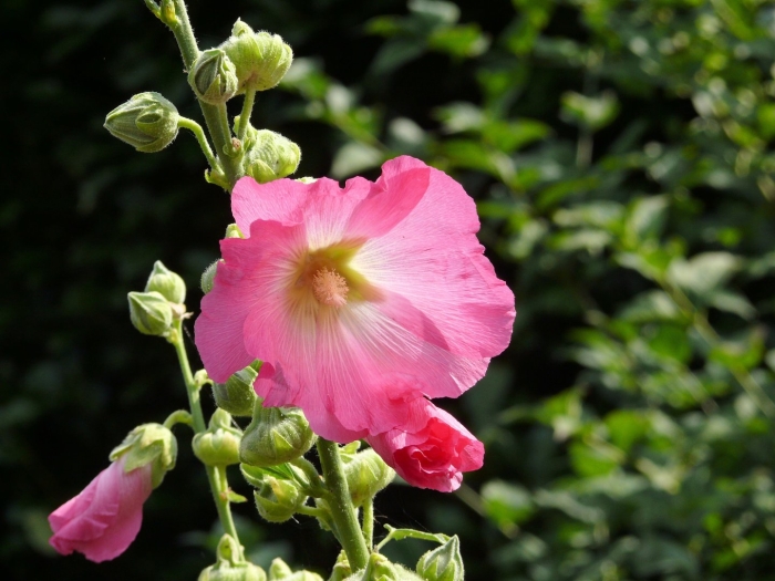 Hollyhock мальва