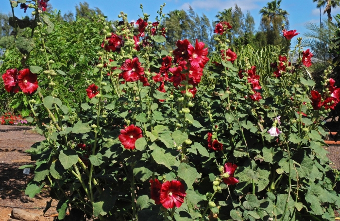 Мальва red hollyhock