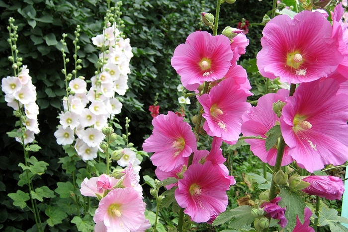 Мальва лаватера