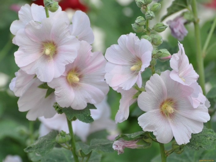 Мальва белая