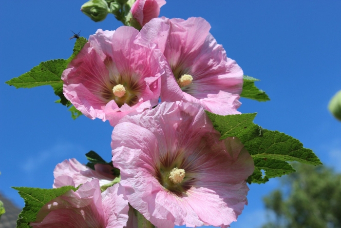 Мальва – alcea rosea