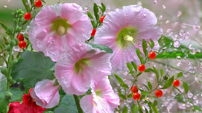 Мальва лаватера