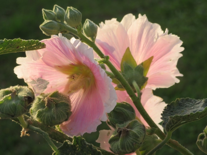 Цветы мальва просвирник
