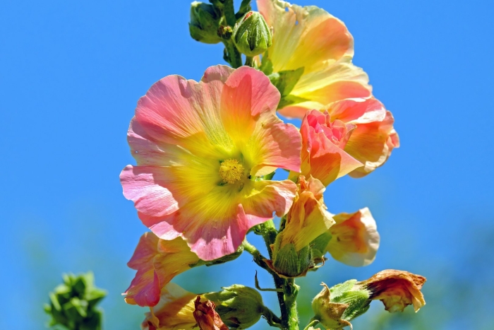 Hollyhock мальва