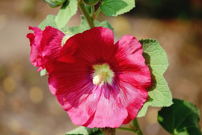 Alcea rosea hollyhock
