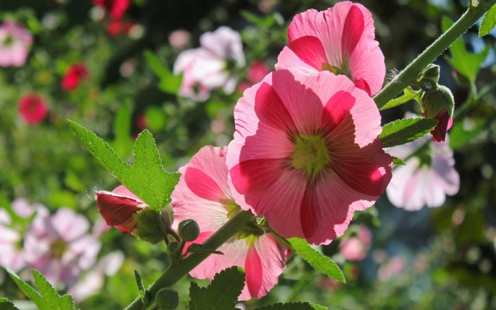 Мальва – alcea rosea