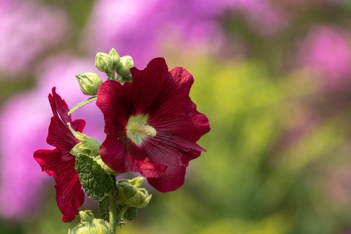 Мальва цветок