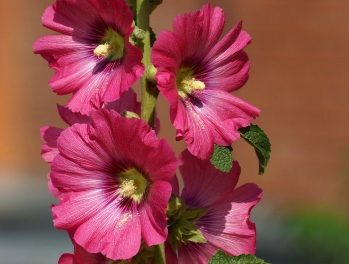 Мальва мавритана