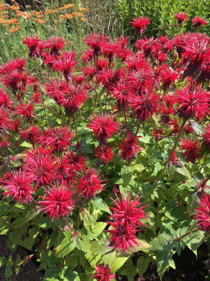 Монарда гадэнвью скарлет