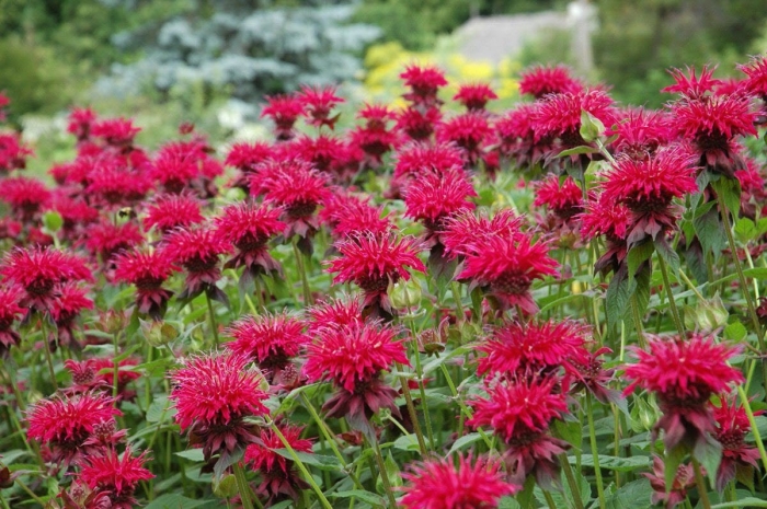 Монарда gardenview scarlet