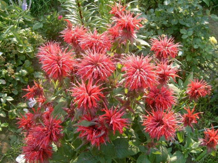 Монарда гадэнвью скарлет