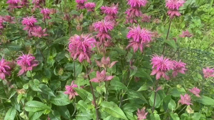 Монарда красная