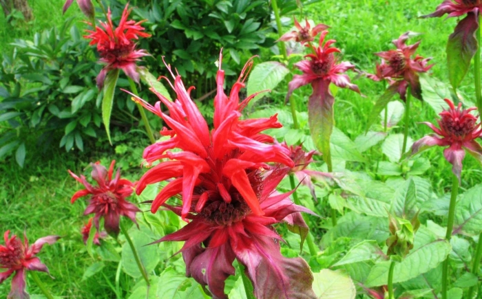 Монарда двойчатая бергама