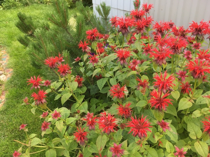 Монарда гадэнвью скарлет