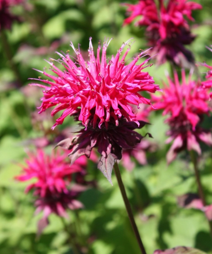 Монарда двойчатая