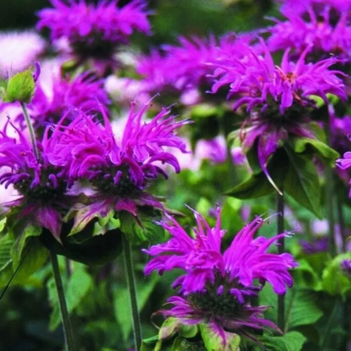 Монарда гибридная прейринахт