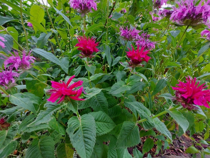 Монарда цветок многолетники выращивание