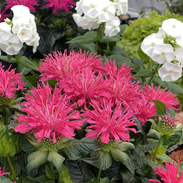 Монарда двойчатая balmy pink