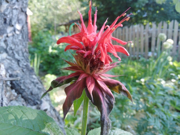 Монарда двойчатая бергамот