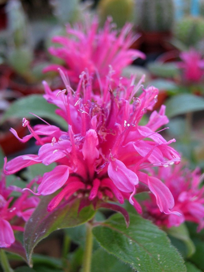 Монарда pink lace