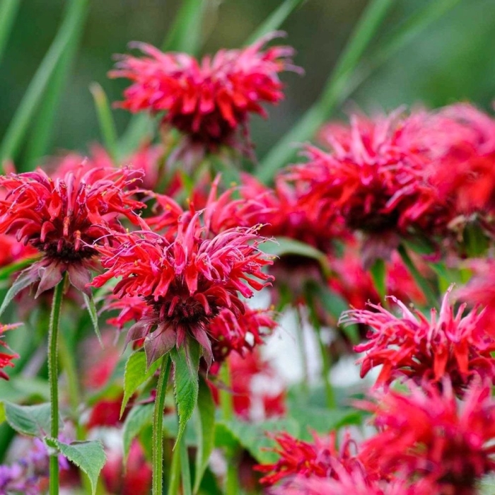 Монарда гадэнвью скарлет